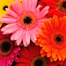 Load image into Gallery viewer, Gerbera Daisies Wrapped or in a Vase