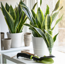 Load image into Gallery viewer, Plant in Pot