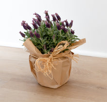 Load image into Gallery viewer, Premium Lavender Plant