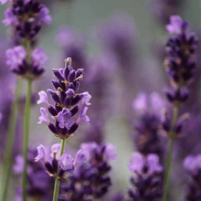 Load image into Gallery viewer, Premium Lavender Plant