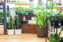 Load image into Gallery viewer, Plant in Pot