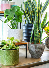 Load image into Gallery viewer, Plant in Pot