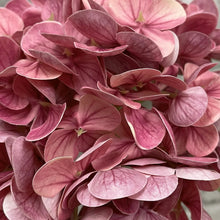 Load image into Gallery viewer, Rose Real Touch Hydrangea
