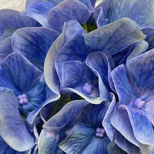 Load image into Gallery viewer, Real Touch Hydrangea Plant | Four Colours
