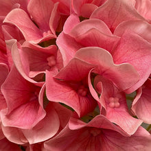 Load image into Gallery viewer, Real Touch Hydrangea Plant | Four Colours
