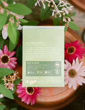 Load image into Gallery viewer, Painted Daisies (New Beginnings) | Floriography Seed Packet
