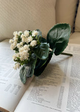 Load image into Gallery viewer, White Kalanchoe Bush
