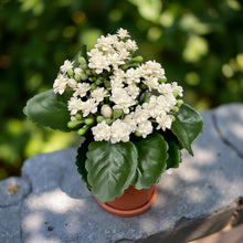 Load image into Gallery viewer, White Kalanchoe Bush
