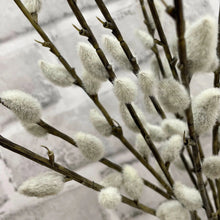 Load image into Gallery viewer, Large Pussy Willow Bundle
