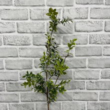 Load image into Gallery viewer, Variegated Euonymous Spray
