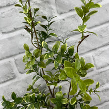 Load image into Gallery viewer, Variegated Euonymous Spray
