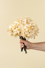 Load image into Gallery viewer, Hydrangea Bouquet | Cream
