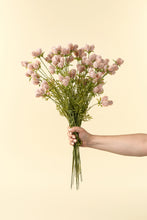 Load image into Gallery viewer, Dandelion Pom Pink Spray
