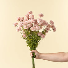Load image into Gallery viewer, Mini Chrysanthemum Pink
