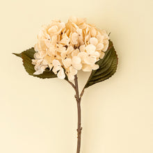Load image into Gallery viewer, Cream Hydrangea Stem
