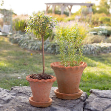 Load image into Gallery viewer, Frilly Terracotta Pot with Saucer | Two Sizes
