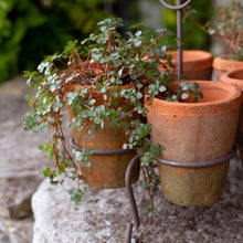 Load image into Gallery viewer, One Tier Stand with Terracotta Pots
