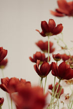 Load image into Gallery viewer, Rust Red Calliopsis Spray
