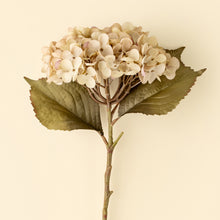 Load image into Gallery viewer, Heirloom Hydrangea White
