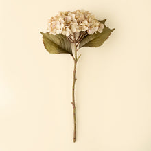 Load image into Gallery viewer, Heirloom Hydrangea White
