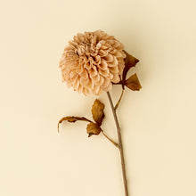 Load image into Gallery viewer, Cream Pompom Dahlia
