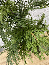 Load image into Gallery viewer, Northern White Cedar Potted Tree
