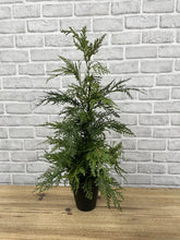 Load image into Gallery viewer, Northern White Cedar Potted Tree
