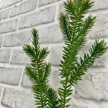 Load image into Gallery viewer, Fresh Touch Norway Spruce Spray 27"
