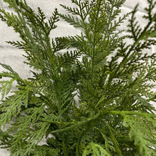 Load image into Gallery viewer, Fresh Touch Cypress Bush
