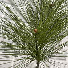Load image into Gallery viewer, Long Needle Pine Spray
