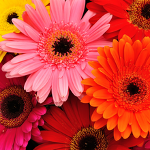 Load image into Gallery viewer, Gerbera Daisies Wrapped or in a Vase
