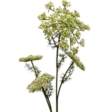 Load image into Gallery viewer, Large Queen Anne's Lace Spray
