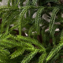 Load image into Gallery viewer, Norfolk Pine Garland | 10ft
