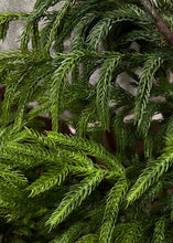 Load image into Gallery viewer, Norfolk Pine Garland | 6ft
