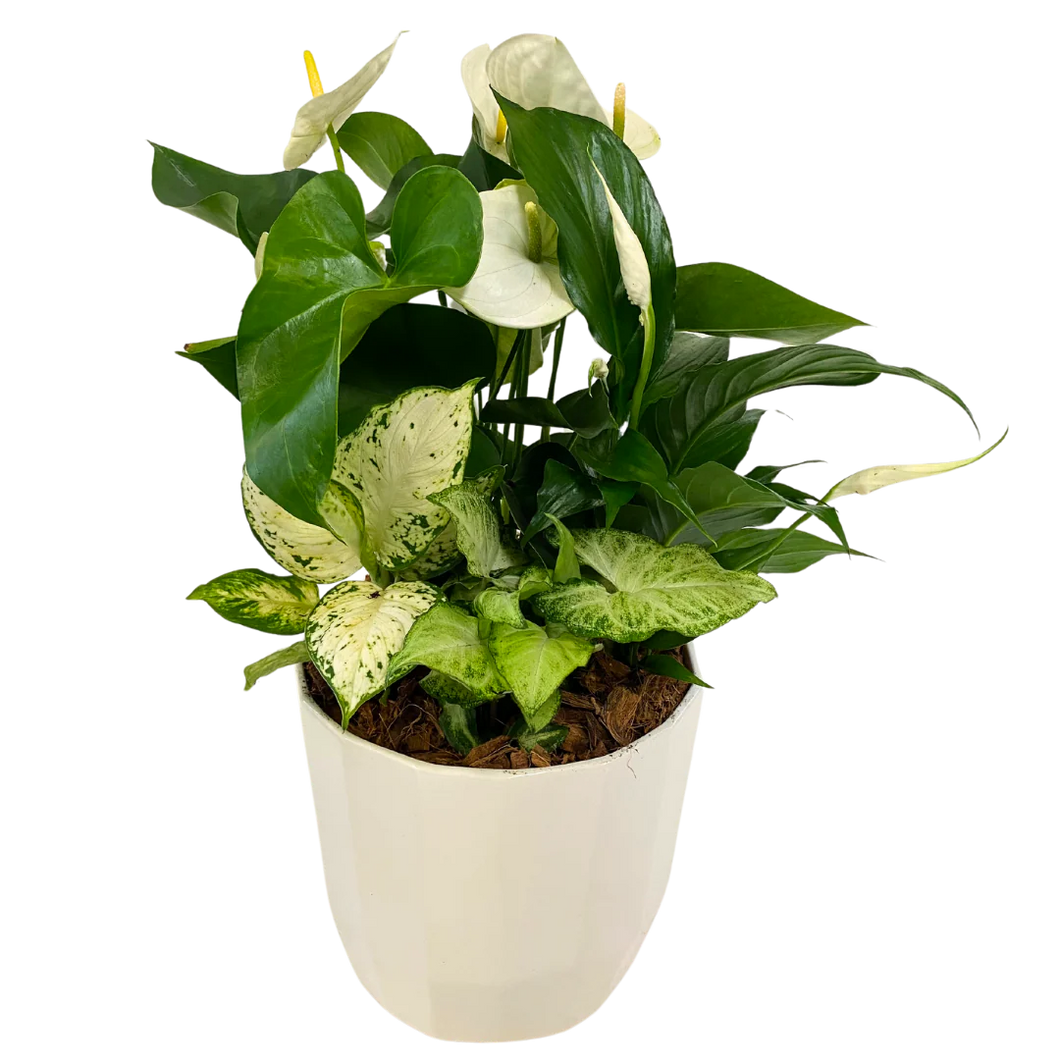 Geometric Peace Lily Planter