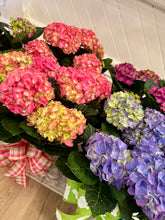 Load image into Gallery viewer, 6.5" Hydrangea Pot | Multiple Colours
