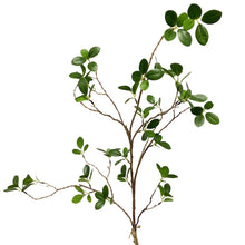 Load image into Gallery viewer, Mini Ficus Spray
