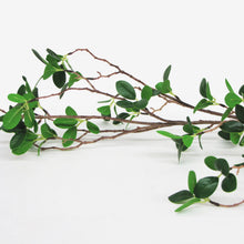 Load image into Gallery viewer, Mini Ficus Spray
