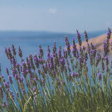 Load image into Gallery viewer, Earl Grey Push Scent Refill
