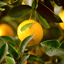 Load image into Gallery viewer, Zest For Life Drive Scent Refill
