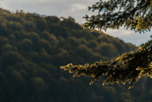 Load image into Gallery viewer, Forest Rain Drive Scent Refill
