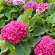Load image into Gallery viewer, 6.5" Hydrangea Pot | Multiple Colours
