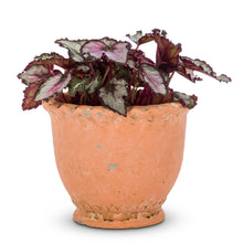 Load image into Gallery viewer, Ruffled Planter - Two Sizes

