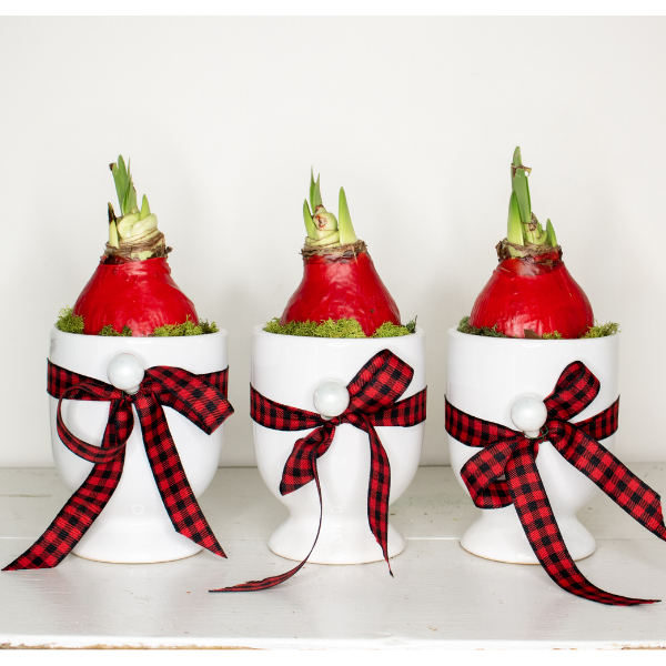 Waxed Amaryllis Potted