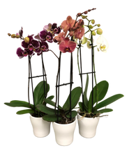 Load image into Gallery viewer, Double Spike Orchid in Ceramic

