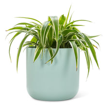 Load image into Gallery viewer, Classic Planter Mint - Two Sizes
