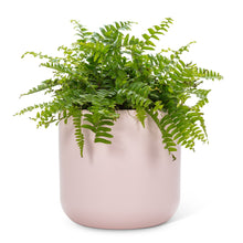 Load image into Gallery viewer, Classic Planter Pink - Two Sizes

