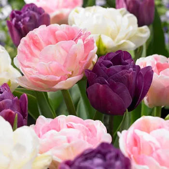 Easter Double Tulip Special - Two Bundles for $40
